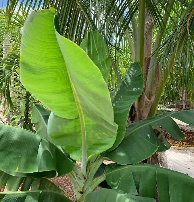 Ofrenda Tulum-1